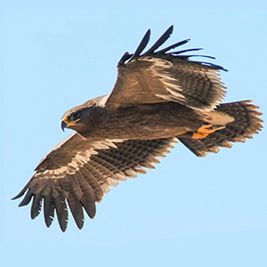 Steppe Eagle